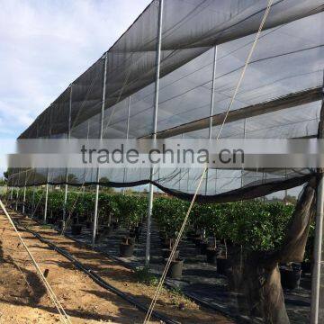 Lemon Tree - Citrus Limon