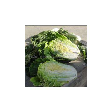 Chinese Cabbage photo-3