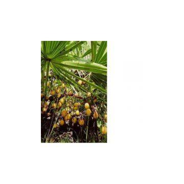 Saw Palmetto extract