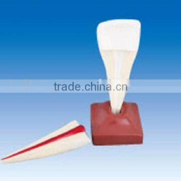 Maxillary cutting tooth model