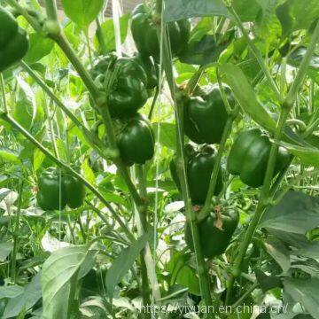 green sweet pepper seeds vegetable seeds greenhouse no.22