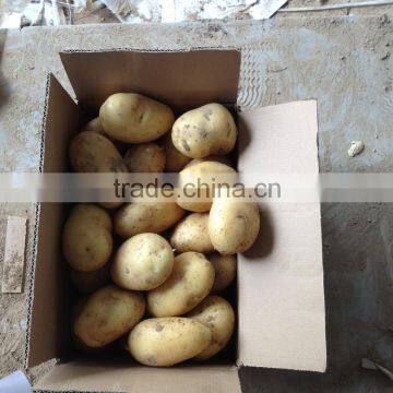 2015 Super Quality of the Potato photo-4