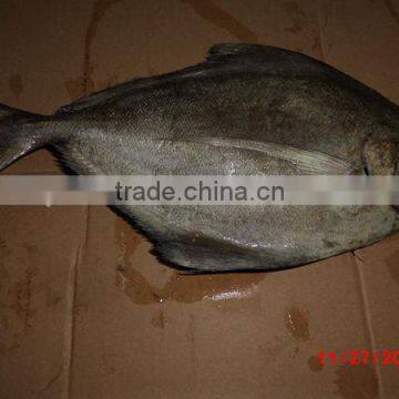W/R Fresh Black Pomfret Fish