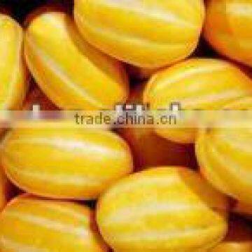 Golden Jade Early mature high resistance hybrid musk melon seed