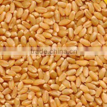 durum wheat