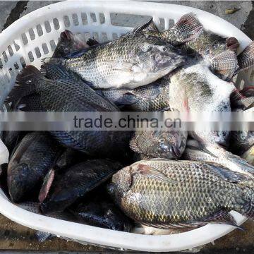 Frozen Tilapia Fish Factory