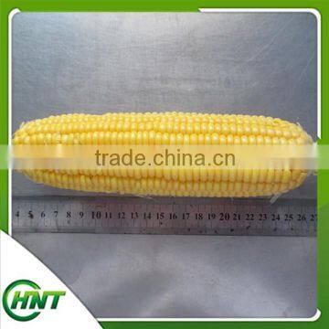 Frozen Whole Sweet corn