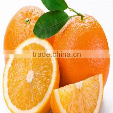 Sweet best quality fresh navel orange