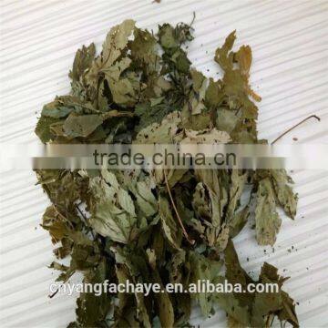 Health Tea Sweet Tea Extract Rubusoside Sweet Tea Leaf photo-4