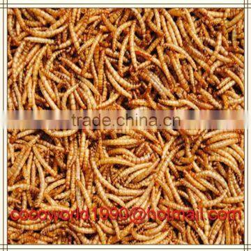 what birds like mealworms/buy mealworms australia/where do mealworms live in the wild