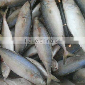 frozen indian mackerel