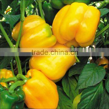 F-1 Hybrid Capsicum Yellow seeds