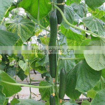 HCU17 Gainian 16 to 18cm in length,parthenocarpy f1 hybrid cucumber seeds for greenhouse