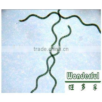 Healthy Wholesale Spirulina,spirulina Powder/tablet,spirulina Capsules photo-3