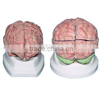 Medical Brain Anatomical Model, Plastic Human Brain Models