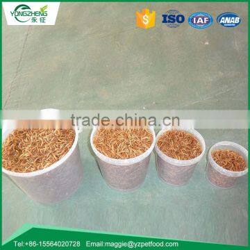 Tenebrio Molitor for Pet Bird photo-5