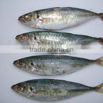 FROZEN HORSE MACKEREL/PACIFIC MACKEREL/SPANISH MACKEREL