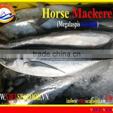 W/R FROZEN HORSE MACKEREL