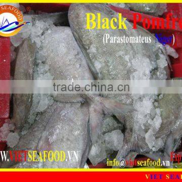 FROZEN BLACK POMFRET WHOLE ROUND