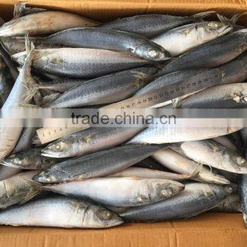 BQF Fresh New Caught Size 200-300 Sea Frozen Pacific Mackerel photo-6
