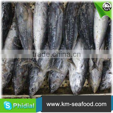Carton or Woven Bag Packed Fat Content 16%-18% Cleaned Bonito photo-4