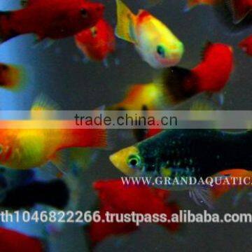 Platy Fish Farm For Sale / Ornamental Fish Exporter photo-2