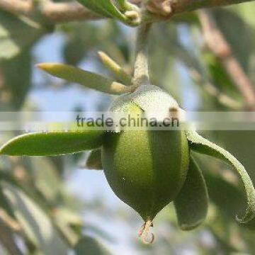 jojoba oil bulk