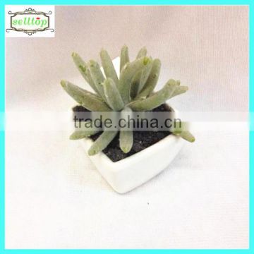 12cm new design hot sale artificial plant bonsai