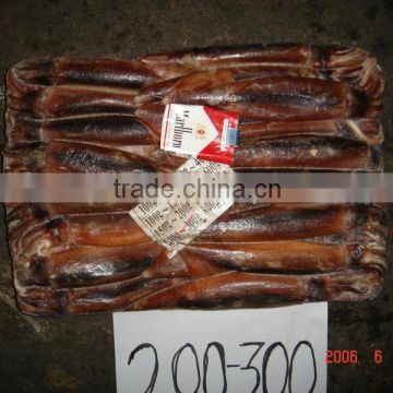 frozen argentina illex squid