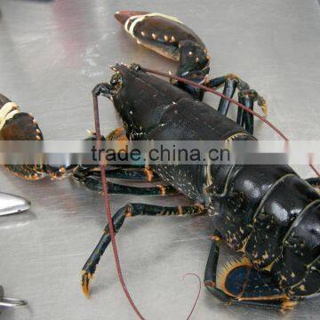 Lobsters for Sale