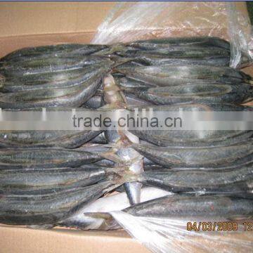 Frozen Mackerel fish size 100/200g