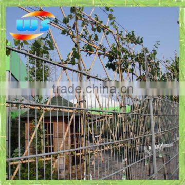 Bamboo cane using climbing plants growing