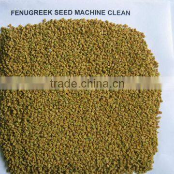 FENUGREEK SEEDS