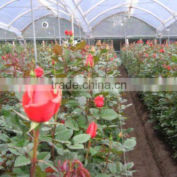 Fresh Cut Roses photo-5