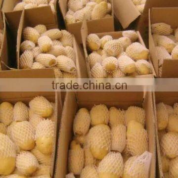 Fresh Chinese Potato Packing in Box and Carton photo-2