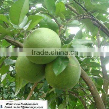 original pomelo plant honey pomelo(shaddock)