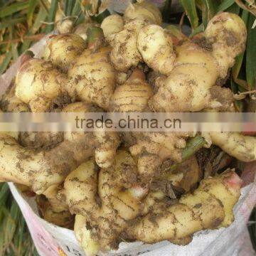 Latest Low Price Ginger, Yellow Fresh Ginger, New Ginger 2014