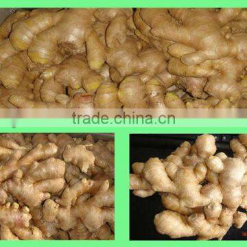 China organic fresh ginger suppliers