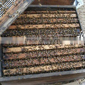 Hot Sale Customized Two Levels Beehive photo-3
