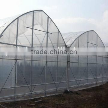 Simple single flower cultivation in greenhouse