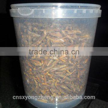 Organic Food Dried Grasshoppers photo-2