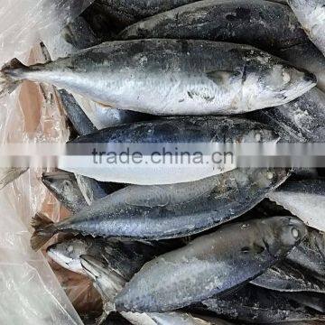 Block Frozen HACCP Mackerel Fish photo-2