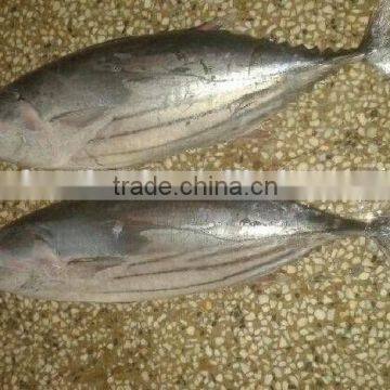 newly skipjack tuna