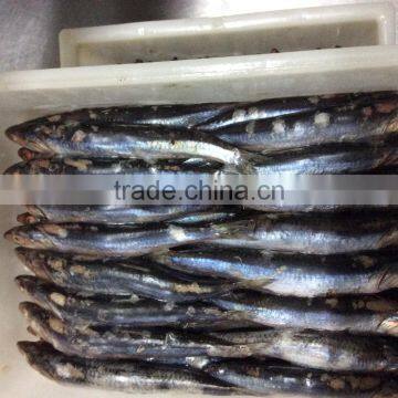 New landing sea frozen anchovy