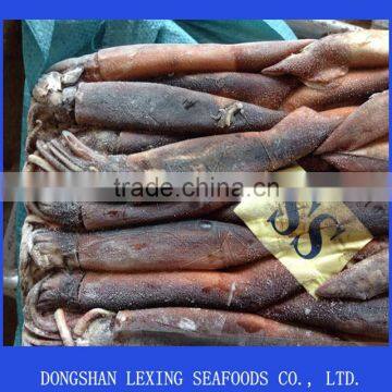 Frozen Illex Squid Whole Round for Tuna Bait photo-2