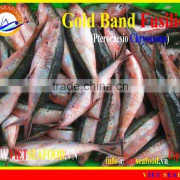 FROZEN W/R GOLD BAND FUSILIER