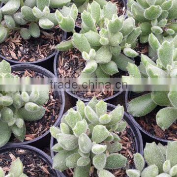 cotyledon tomentosa decorative plants echeveria, succulent plants, tropical plants