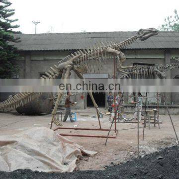 2015 Dinosaur Skeleton Model for Dinosaur Park for Kid photo-4