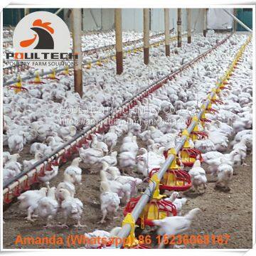 Mexico Brooding Room Poultry Farm Equipment Broiler Floor Raising System & Chicken Deep Litter System with Automatic Drinking & Feeding Pan System in Chicken Coop