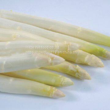 IQF White asparagus spears L grade washing ,peeled ,blanching